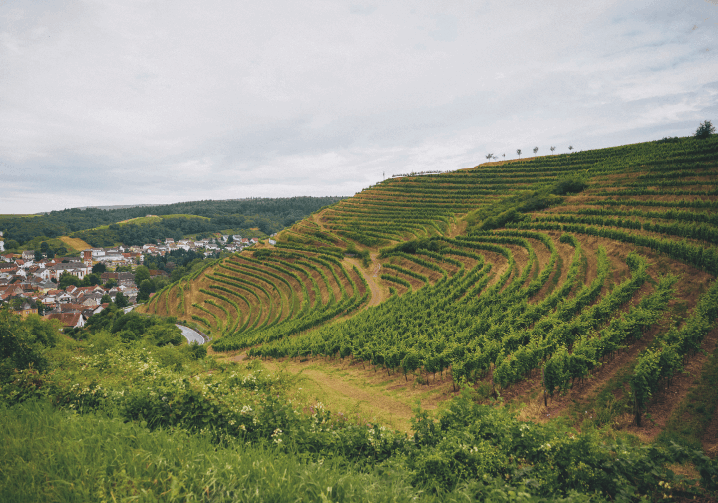 Weingut Prinz Salm