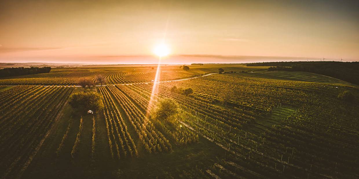 Weingut Gesellmann burgenland tasting